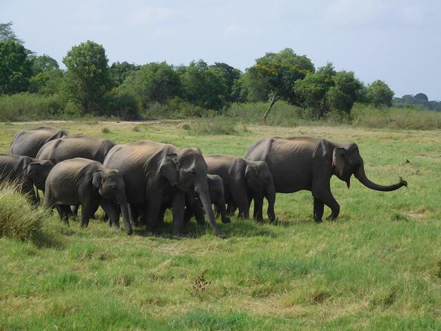 Minneriya National Park